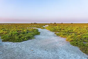 Arles: Salt pane leads to cattle in the Camargue