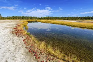 Alberta: Salt-tolerant grasses and Red Samphire (Salicornia rubra)