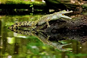 Crocodilian: Salt Water Crocodile, Crocodylus porosus