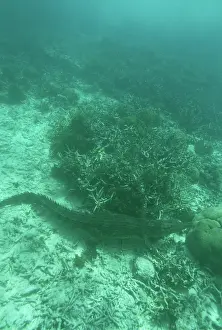 Palau: Salt Water Crocodile, Rock Islands, Palau