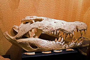 Estuarine: Salt Water Crocodile Skull