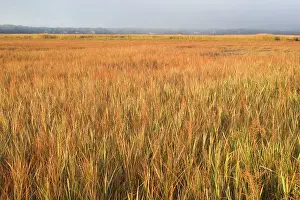 Spartina: Saltmarsh in Cape Cod - with Smooth / Saltmarsh Cordgrass