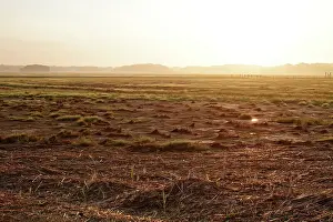Saltmarsh: Saltmarsh at dawn
