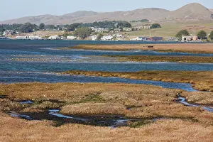 Saltmarsh: Saltmarsh and estuarine habitats with large flocks