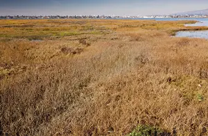 Saltmarsh: Saltmarsh and lagoon