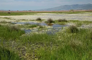 Brackish: Saltmarsh - lagoons and grazing pasture in the Gulf