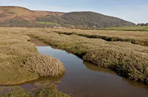 Somerset: Saltmarsh at Porlock Bay, Somerset, developing