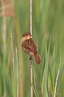 Ammodramus: Saltmarsh Sharp-tailed Sparrow