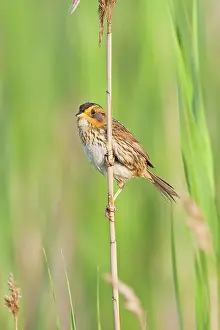 Ammodramus: Saltmarsh Sharp-tailed Sparrow