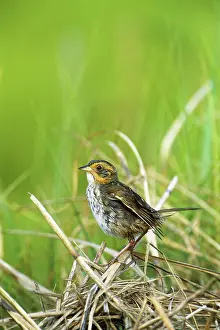 Ammodramus: Saltmarsh Sharp-tailed Sparrow