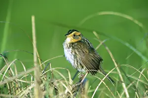 Emberizidae: Saltmarsh Sharp-tailed Sparrow