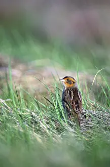 Emberizidae: Saltmarsh Sharp-tailed Sparrow