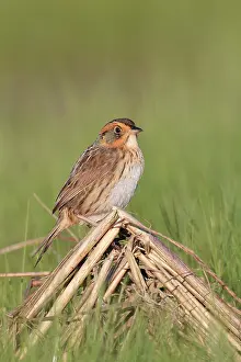 Ammodramus: Saltmarsh Sparrow (formerly named Saltmarsh Sharptailed