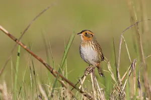 Ammodramus: Saltmarsh Sparrow (formerly named Saltmarsh Sharptailed