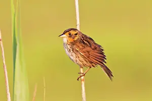 Ammodramus: Saltmarsh Sparrow - Saltmarsh Sharp-tailed Sparrow - Adult