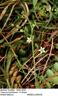 Toadflax: SALTMARSH SUBMERGED -HIGH TIDE