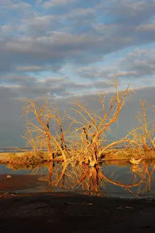 Salton: Salton Sea
