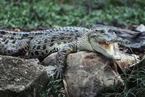 Estuarine: Saltwater Crocodile