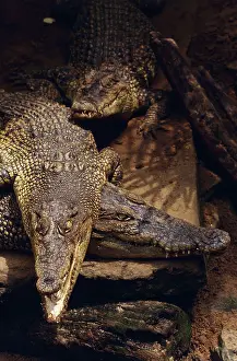 Porosus: Saltwater Crocodile
