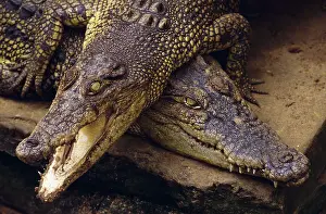 Porosus: Saltwater Crocodile