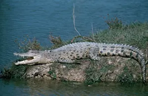Crocodilian: Saltwater Crocodile