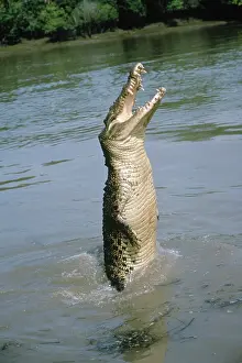 Crocodilian: Saltwater Crocodile