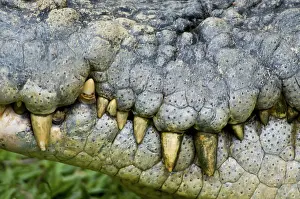 Estuarine: Saltwater crocodile