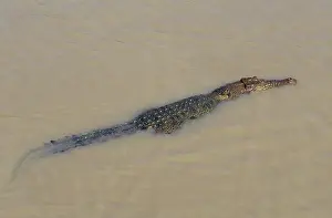 Crocodilian: Saltwater Crocodile