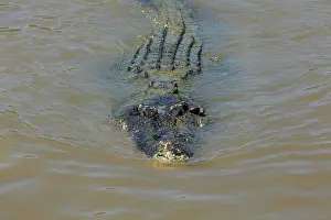 Billabong: Saltwater Crocodile, Adelaide River, Northern