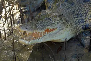 Porosus: Saltwater Crocodile, Adelaide River, Northern