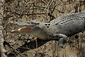 Porosus: Saltwater Crocodile, Adelaide River, Northern