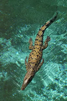 Porosus: Saltwater Crocodile ( Crocodylus Porosus