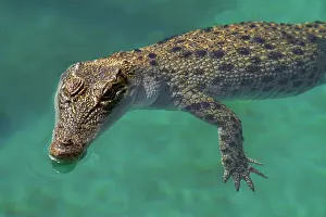 Porosus: Saltwater Crocodile ( Crocodylus Porosus