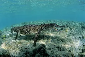 Peril: saltwater crocodile Crocodylus porosus Kimbe Bay West New Br
