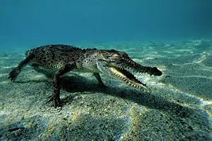 Peril: saltwater crocodile Crocodylus porosus Kimbe Bay West New Br