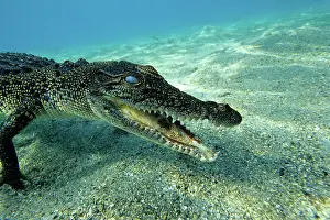 Peril: Saltwater crocodile Crocodylus porosus Kimbe Bay West New Br