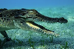 Peril: Saltwater crocodile Crocodylus porosus Kimbe Bay West New Br