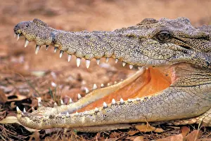 Porosus: Saltwater Crocodile head, mouth open, closeup