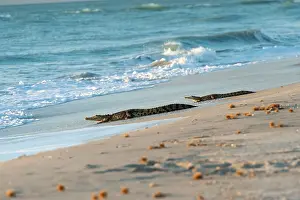 Porosus: Saltwater Crocodile - hunting turtles on remote Crab Island