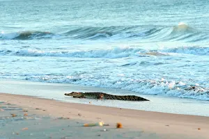Porosus: Saltwater Crocodile - hunting turtles on remote Crab Island