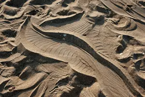 Imprint: Saltwater Crocodile imprint on remote sandy beach