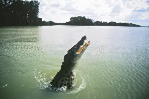 Porosus: Saltwater Crocodile jumping