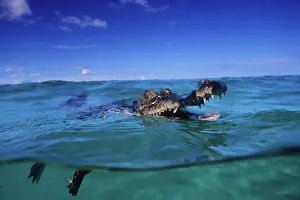 Alligators: Saltwater Crocodile - Kimbe Bay West, New Britain, Papua New