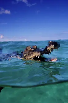 Alligators: Saltwater Crocodile - Kimbe Bay West, New Britain, Papua New