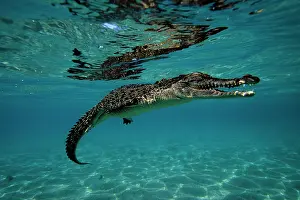 Alligators: Saltwater Crocodile - Kimbe Bay West, New Britain, Papua New