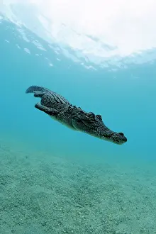 Alligators: Saltwater Crocodile - Kimbe Bay West, New Britain, Papua New