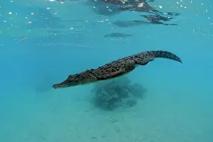 Alligators: Saltwater Crocodile - Kimbe Bay West, New Britain, Papua New