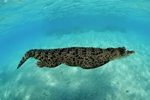 Alligators: Saltwater Crocodile - Kimbe Bay West, New Britain, Papua New