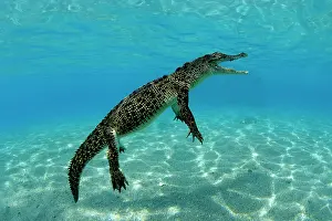 Alligators: Saltwater Crocodile - Kimbe Bay West, New Britain, Papua New