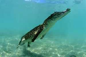 Alligators: Saltwater Crocodile - Kimbe Bay West, New Britain, Papua New